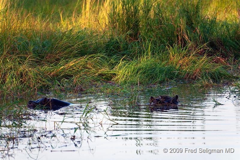 20090614_085105 D300 X1.jpg - Hippotamuses are plant eating mammals.  The male bull is territorial presiding over a stretch of river about 800 feet. There are 5-30 females in the group and young ones and bachelors